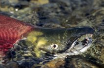 Desova peixes de salmão sockeye na água da Colúmbia Britânica, Canadá — Fotografia de Stock