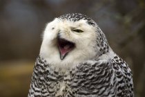 Portrait of yawning mottled snowy owl. — Stock Photo