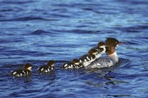 Female common merganser swimming with chicks in lake — Stock Photo