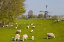 Pastoreio de ovelhas em pastagens com moinho de vento velho perto de Obdam, Holanda do Norte, Países Baixos — Fotografia de Stock