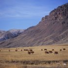 Pastoreo de ganado entre Kamloops y Cache Creek, Columbia Británica, Canadá . - foto de stock