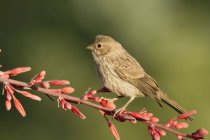 House finch perched on blossoming branch — Stock Photo