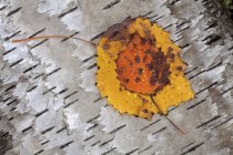 Aspen leaf on birch bark in autumn, close-up — Stock Photo
