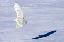 Jagd auf Schneeeule im Flug über verschneite Prärie. — Stockfoto