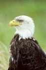 Bald eagle sitting in green meadow, close-up. — Stock Photo