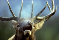 Bugling bull elk with mouth open during autumnal rut, Alberta, Canada. — Stock Photo