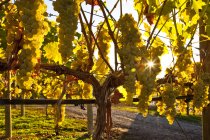 Riesling Grapes on vines at winery in Okanagan Valley, British Columbia, Canada. — Stock Photo