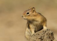 Golden-mantled ground squirrel sitting on rock, close-up — Stock Photo
