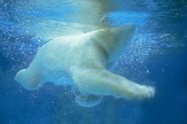 Polar bear swimming underwater in blue ocean. — Stock Photo