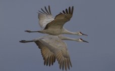 Sandhill cranes flying in grey gloomy sky — Stock Photo
