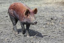 Tamworth porco andando na lama na fazenda — Fotografia de Stock