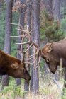 Бик лосі, боротьба за домінування під час шлюбного сезону в лісі Альберта, Канада. — стокове фото