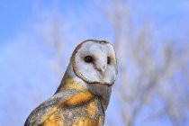 Portrait of barn owl against blue sky and tree branches. — Stock Photo