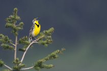 Meadowlark occidentale che canta in prateria sulla cima di un albero di conifera . — Foto stock