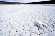 Лошадиный череп на соленом озере в регионе Карибу Британской Колумбии, Канада — стоковое фото