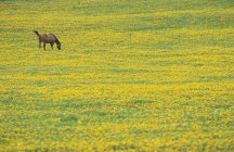 Pâturage de chevaux dans le champ de pissenlits de la région de Prince George, Colombie-Britannique, Canada . — Photo de stock