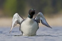 Loon comum nadando na lagoa com asas estendidas . — Fotografia de Stock
