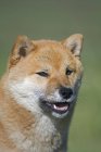 Porträt eines erwachsenen roten Shiba Inu Hundes im Freien. — Stockfoto