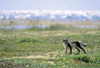 Zorro ártico en pelaje de verano caminando en prado verde con flores . - foto de stock