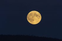 Full moon at dark night over woodland treetops. — Stock Photo