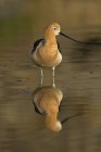 American avocet bird standing in pond and reflecting on water surface. — Stock Photo