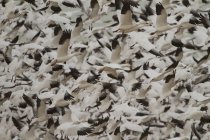Стая снежных гусей, летающих в Боске-дель-Апаче, Нью-Мексико, США — стоковое фото