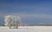 Frosted trees in field near Water Valley, Alberta, Canada — Stock Photo