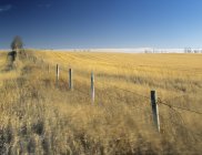 Tierra de cultivo ventosa y línea de valla cerca de Cremona, Alberta, Canadá . - foto de stock