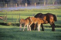 Mare with colts on pasture in Duncan area, Vancouver Island, British Columbia, Canada. — Stock Photo