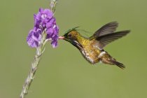 Black-crested coquette flying and feeding at flowers in tropical forest. — Stock Photo