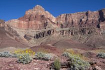 Brittlebush рослини, що ростуть в Таннер Trail, Колорадо, Гранд-Каньйон, Арізона, США — стокове фото