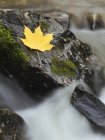 Close-up of maple leaf on rock in stream — Stock Photo