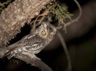 Whiskered screech-owl perched on tree branch in woods in night time. — Stock Photo
