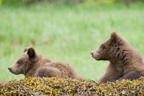 Молоді грізлі ведмеді розслабляються на мохоподібних скелях . — стокове фото