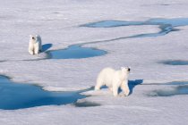 Osos polares interactuando sobre nieve brillante a la luz del sol del archipiélago de Svalbard, Ártico noruego - foto de stock