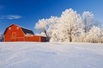 Red barn and trees coated with hoarfrost, near Beausejour,  Manitoba, Canada — Stock Photo