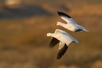 White Ross geese flying over prairie — Stock Photo