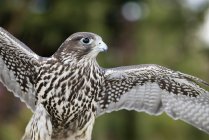 Gyr falcon flying with wings outstretched outdoors. — Stock Photo