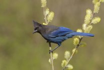 Blue-feathered Steller jay bird perching on tree with catkins. — Stock Photo