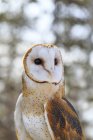 Portrait of barn owl looking away outdoors. — Stock Photo