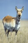 Female pronghorn standing on grass in prairie of Alberta, Canada — Stock Photo
