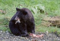 Grizzly bear eating salmon in meadow of Alaska, États-Unis d'Amérique . — Photo de stock