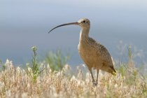 Long-billed curlew wading on meadow grass — Stock Photo