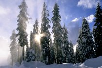 Lumière du soleil à travers les arbres dans le parc provincial Mount Seymour, Colombie-Britannique, Canada . — Photo de stock