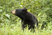 Schwarzbär ernährt sich von Gras in Küstenbergen in der Nähe der Stadt Stewart in britischer Kolumbia, Kanada — Stockfoto