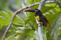 Uccello aracari dalle orecchie castane esotiche appollaiato su un ramo in Perù
. — Foto stock