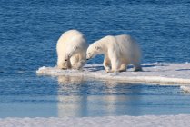 Zwei Eisbären Jagd auf eisigen Küste der Inselgruppe Svalbard, norwegischen Arktis — Stockfoto