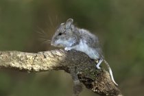 Gros plan de la souris cerf assise sur la branche de l'arbre — Photo de stock