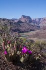 Mojave-Kakteen mit rosa Blüten am Gerberpfad des Grand Canyon, arizona, USA — Stockfoto