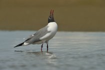 Laughing gull standing and calling with head up in water, close-up. — Stock Photo